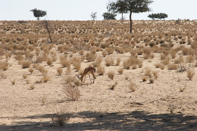 Indian Antelope