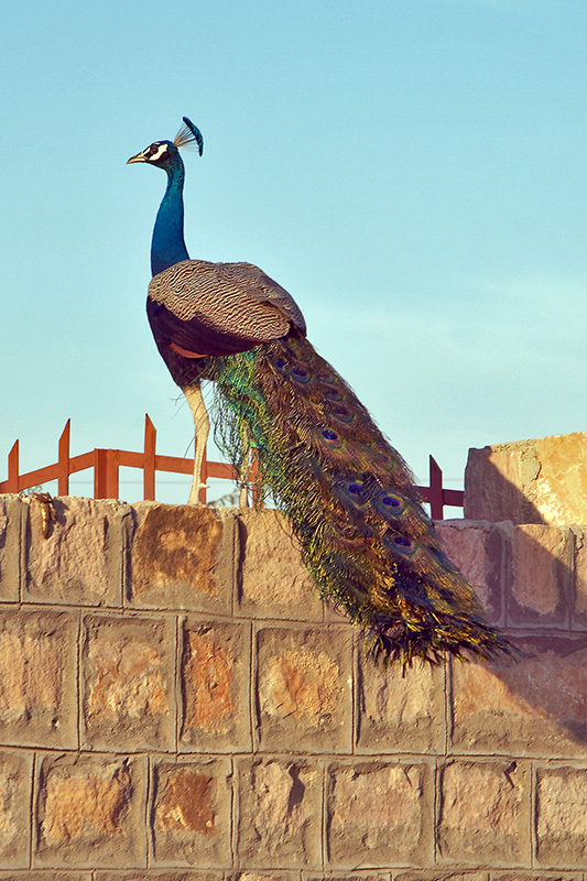 Peacock