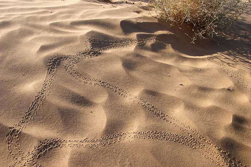 Nocturnal Tracks