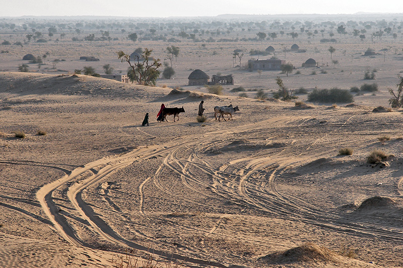 Morning in the Desert