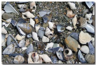 seashell_drybrush.jpg