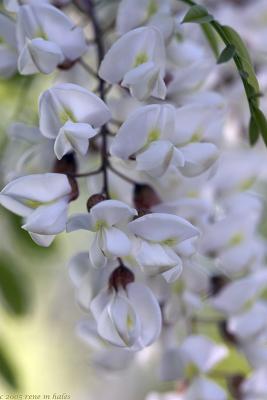 : spring blossoms :