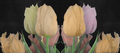 : tulip line :