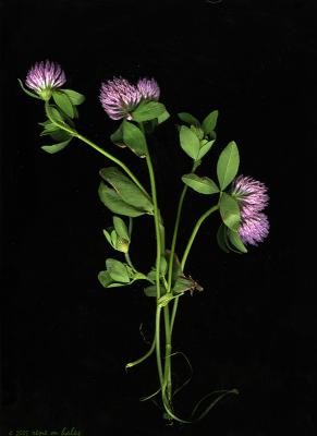 : red clover imperfecta :