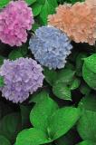 : b&w hydrangea colorized :