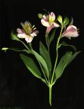 : alstroemeria #1 :