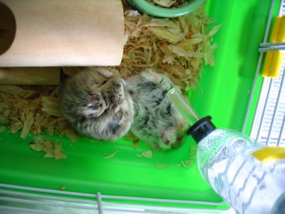 u26/hamster_yy/medium/43213523.IMG_1378s.jpg