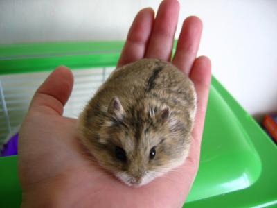 u26/hamster_yy/medium/43213537.IMG_1405s.jpg