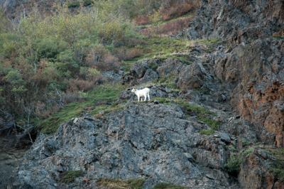 Mountain Goat