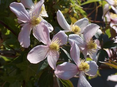 Clematus