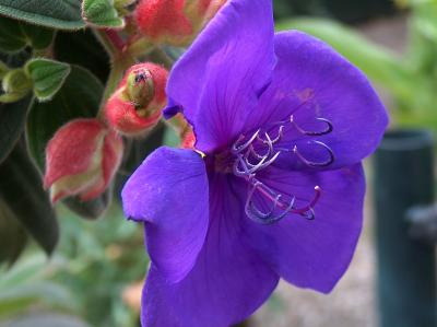 Tibouchina