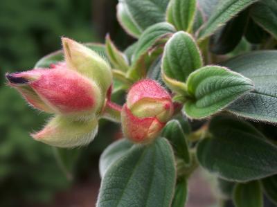 Tibouchina buds