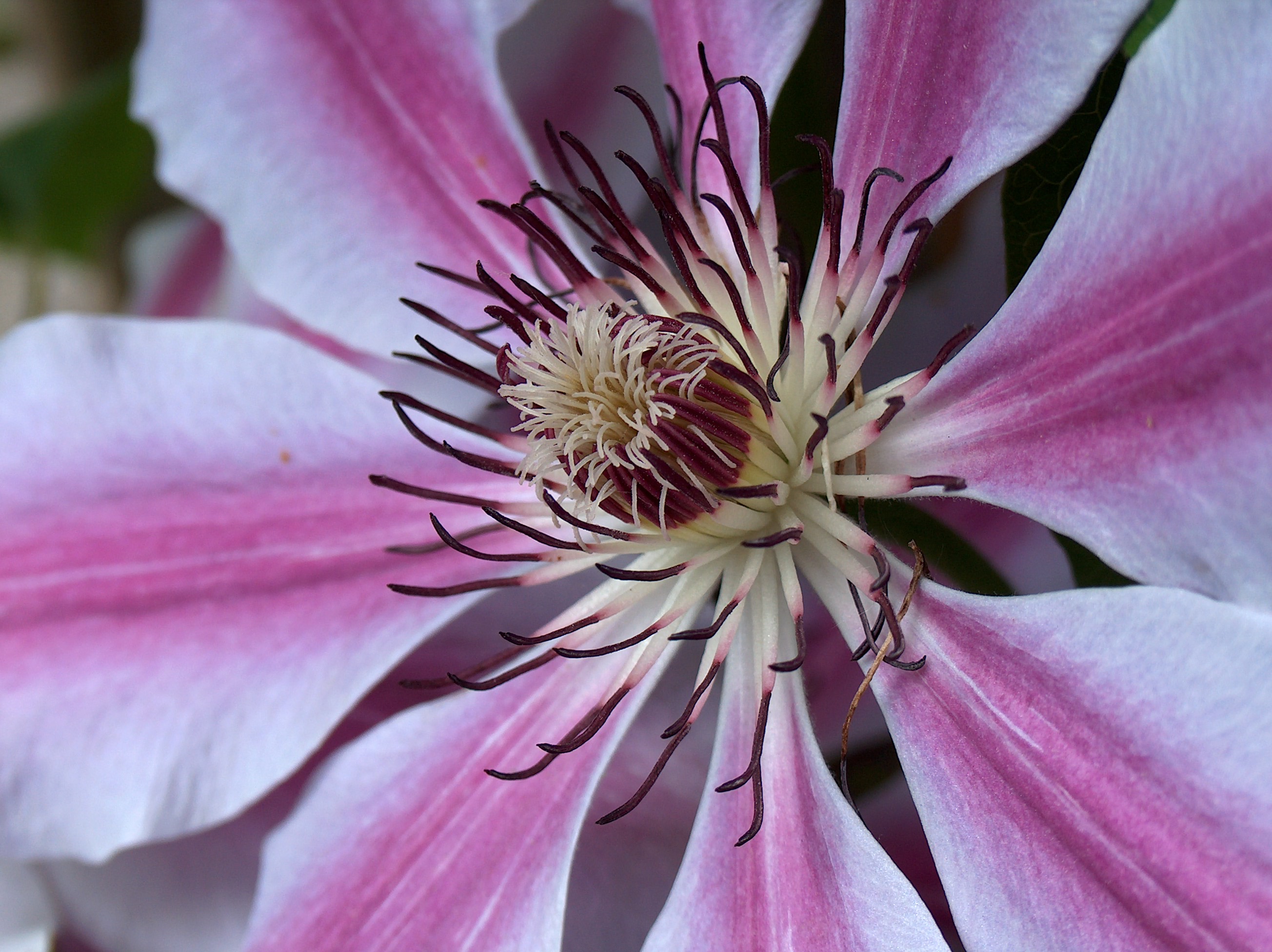 Clematus flower