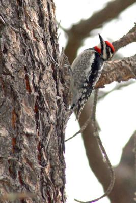 Red Headed Woodpecker