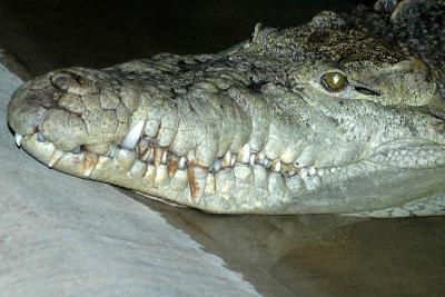 Alligator 4