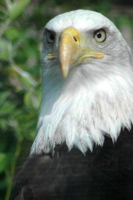 Bald Eagle 2