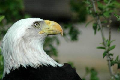 Bald Eagle 3