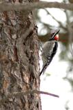 Woodpecker 2