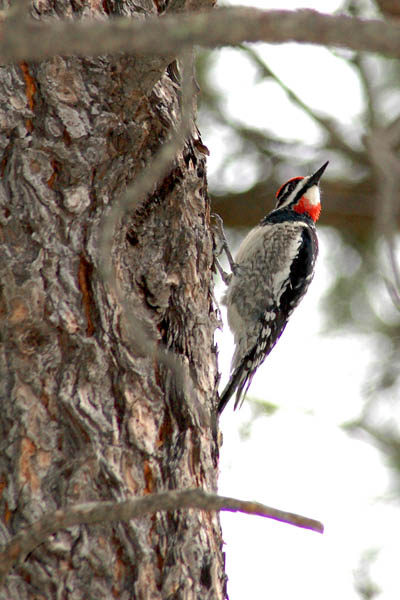Woodpecker 2
