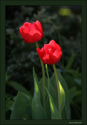 Two Tulips