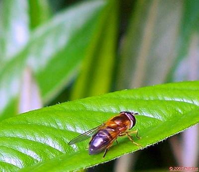 100_3497  crop 3 wasp.jpg