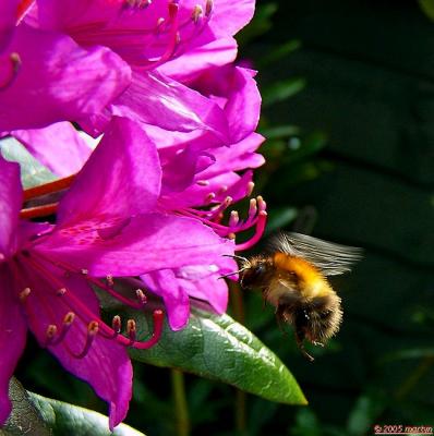100B4751bee in flight 100.jpg