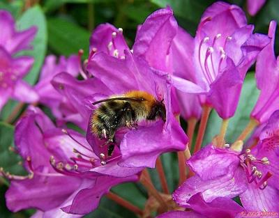 bizzy bee.jpg