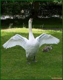 100_8168Swans at Botanic gardens.jpg