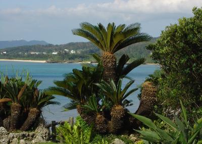 Palm in Yomitan