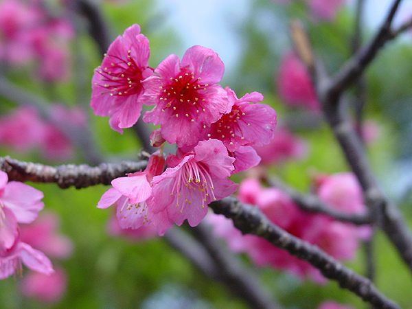 Sakura in the Park