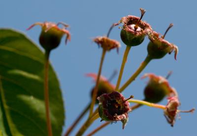 Serviceberry buds