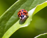 Ladybug