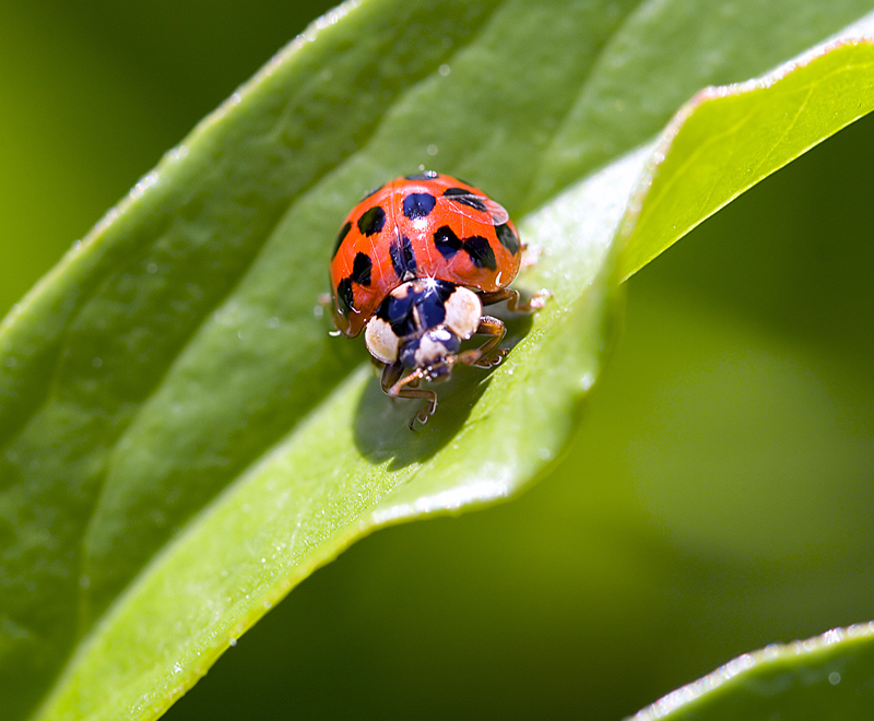 Ladybug