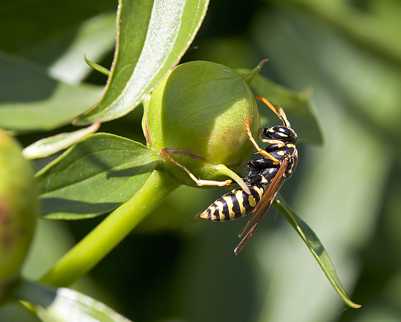 Yellow jacket