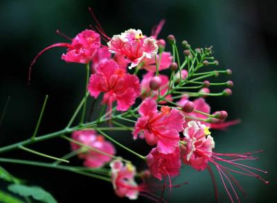 IMG_5053 bb.jpg