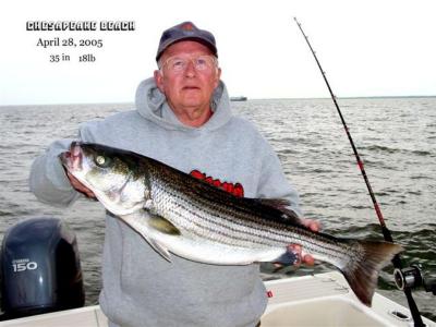 Bill Wilson.caught this onboard Sommer Time on 4/28/05 near Old Gas Buoy on white umbrella. Length 35 Weight 18lb. Water Mu