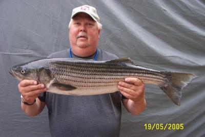 WAYNE BELLMAN WITH A 36 BEAUTY CAUGHT ON HIS ANOTHER TIME AROUND
