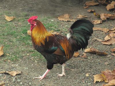 Cockerel 2
