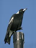 Magpie