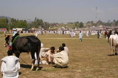 Ox at Vasakhi