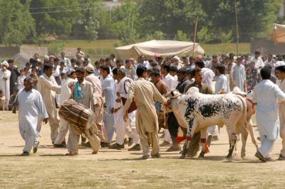 Ox at Vasakhi