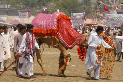 Camel at Vasakhi