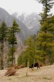 Neelum Valley