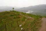 Kotli