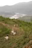 Kotli