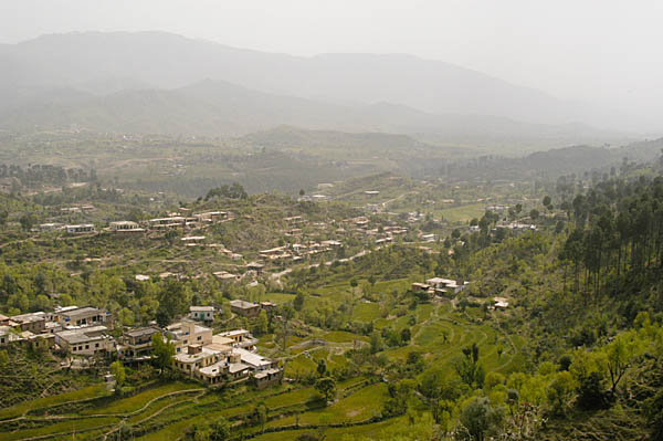 Dungi