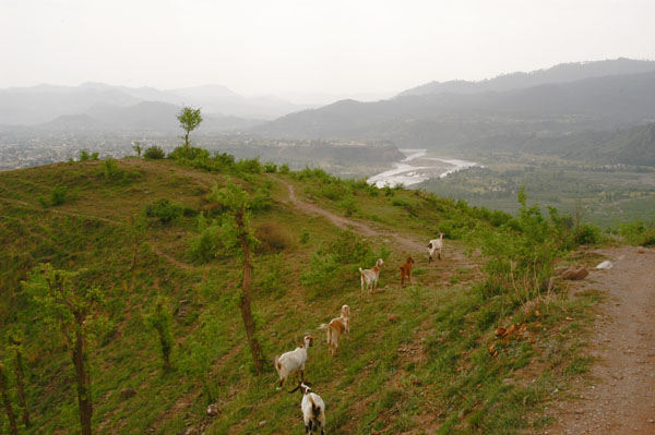 Kotli