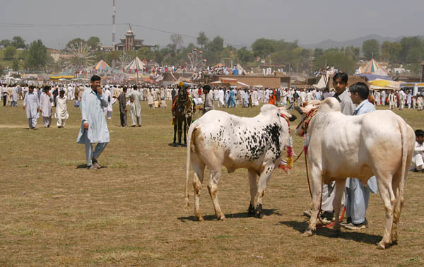 Vasakhi