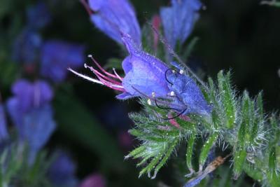 Echium vulgareViper's Bugloss (Blueweed)Slangekruid