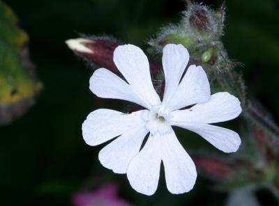 Silene Alba (pratensis)White campionAvondkoekoeksbloem